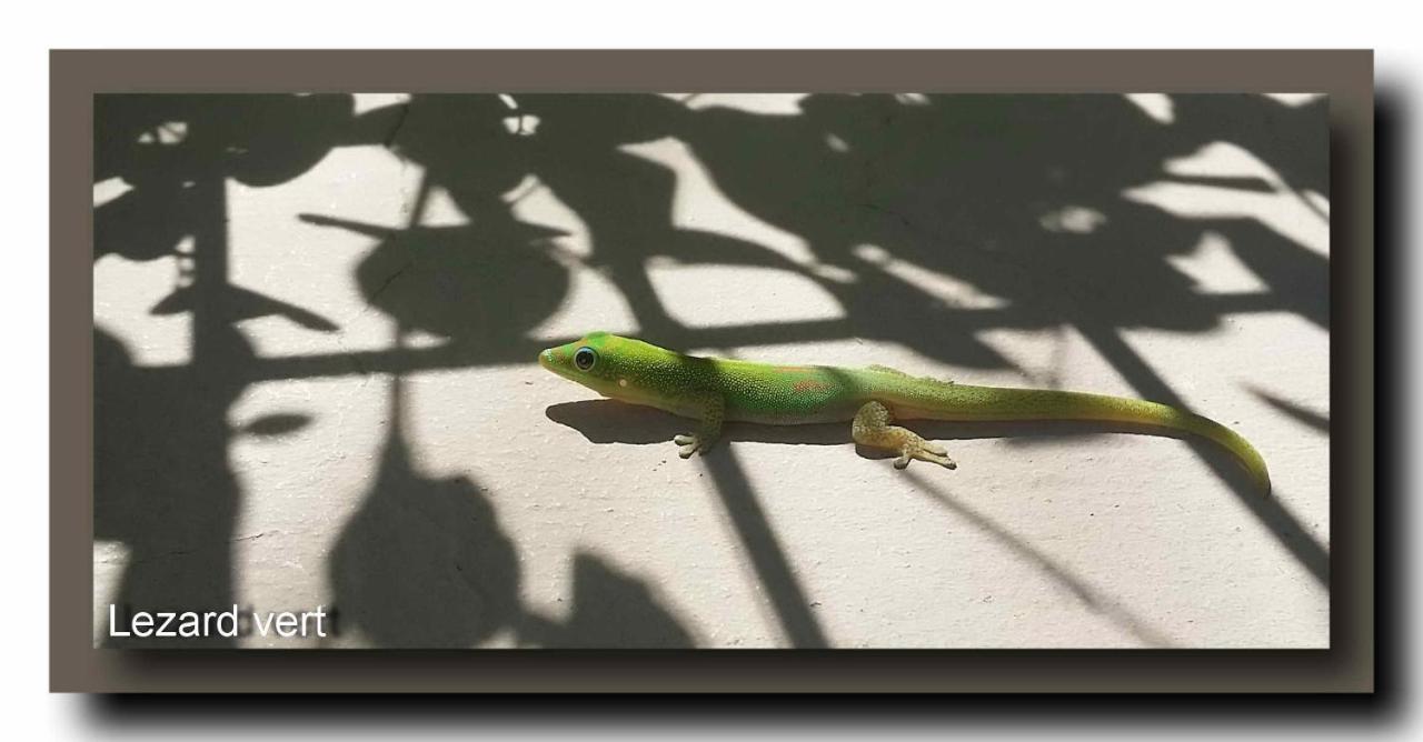 Le Gecko Vert Manapany-les Bains Екстериор снимка